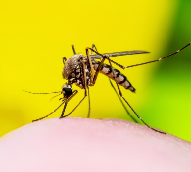Mosquitos