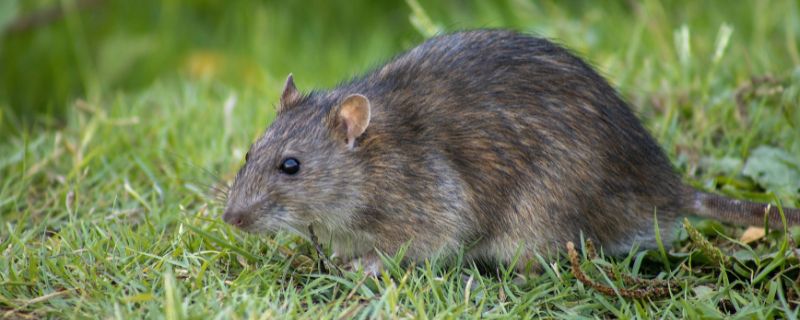  ratos
