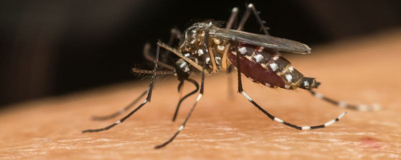  mosquitos