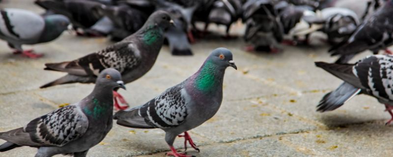  pombos
